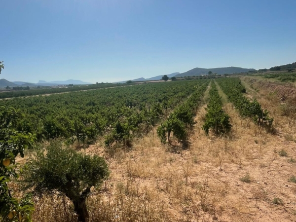 Land in &Uacute;beda (Ref: MP6614)