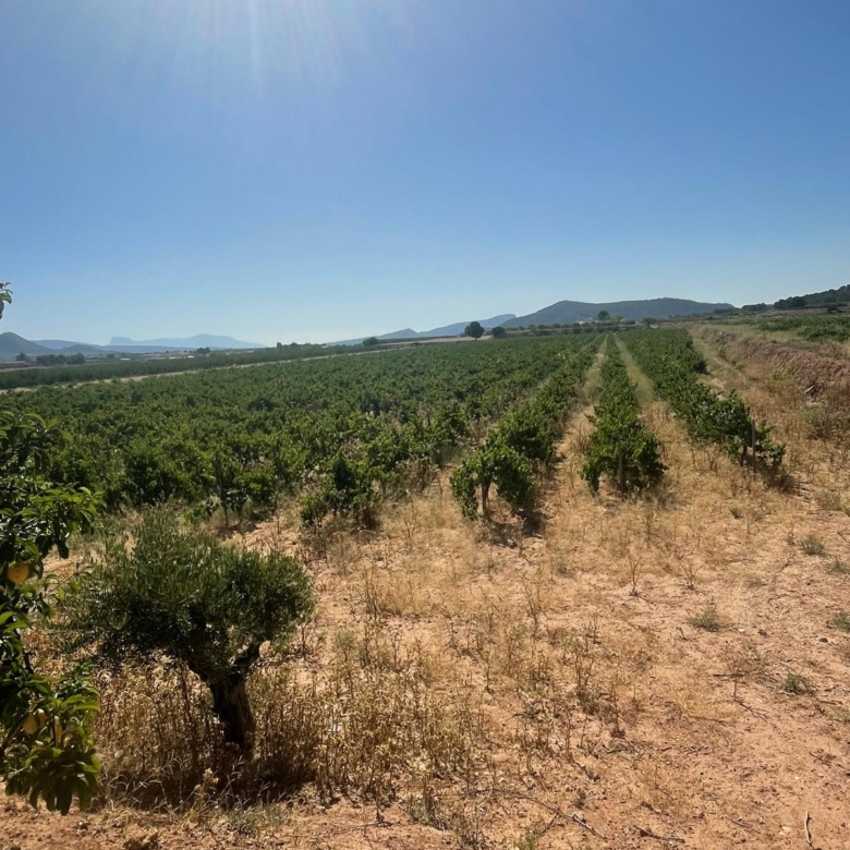 Land in &Uacute;beda (Ref: MP6614)