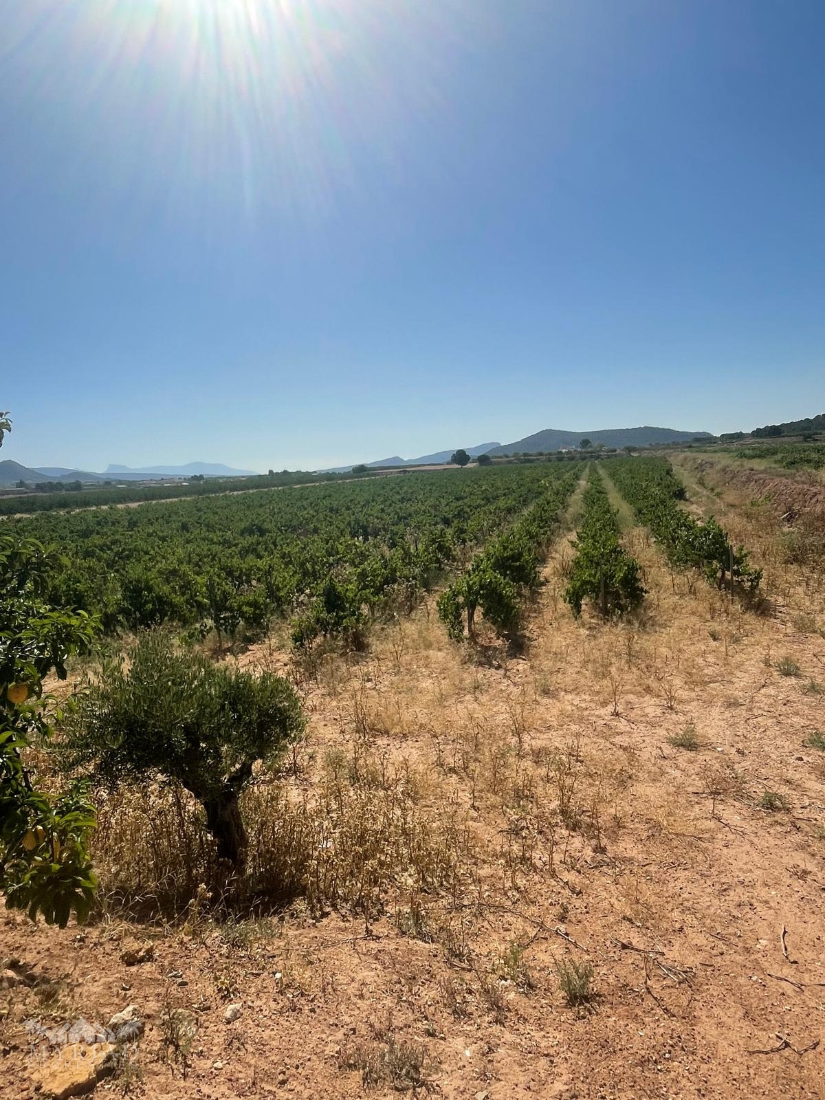 Land in &Uacute;beda (Ref: MP6614)