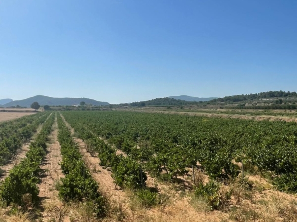 Land in &Uacute;beda (Ref: MP6614)