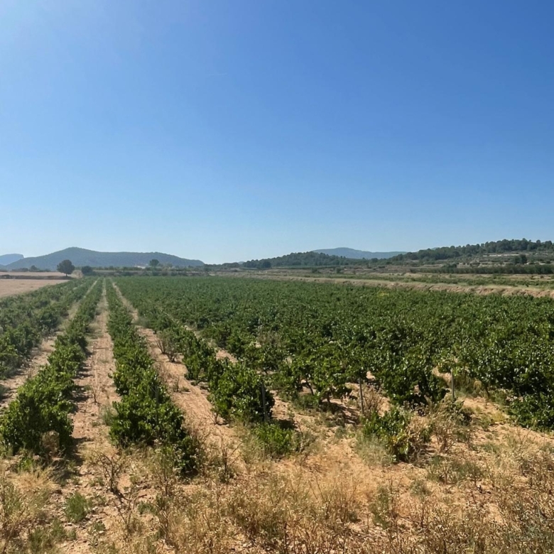 Land in &Uacute;beda (Ref: MP6614)