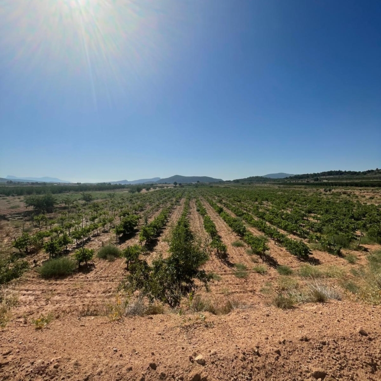 Land in &Uacute;beda (Ref: MP6614)