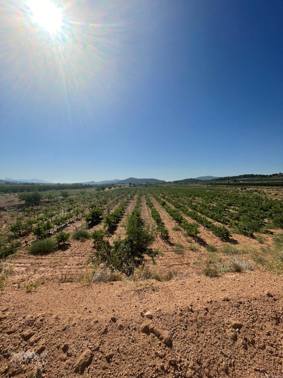 Land in &Uacute;beda (Ref: MP6614)