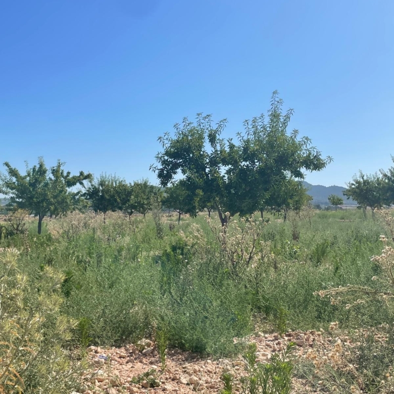 Land in &Uacute;beda (Ref: MP6614)