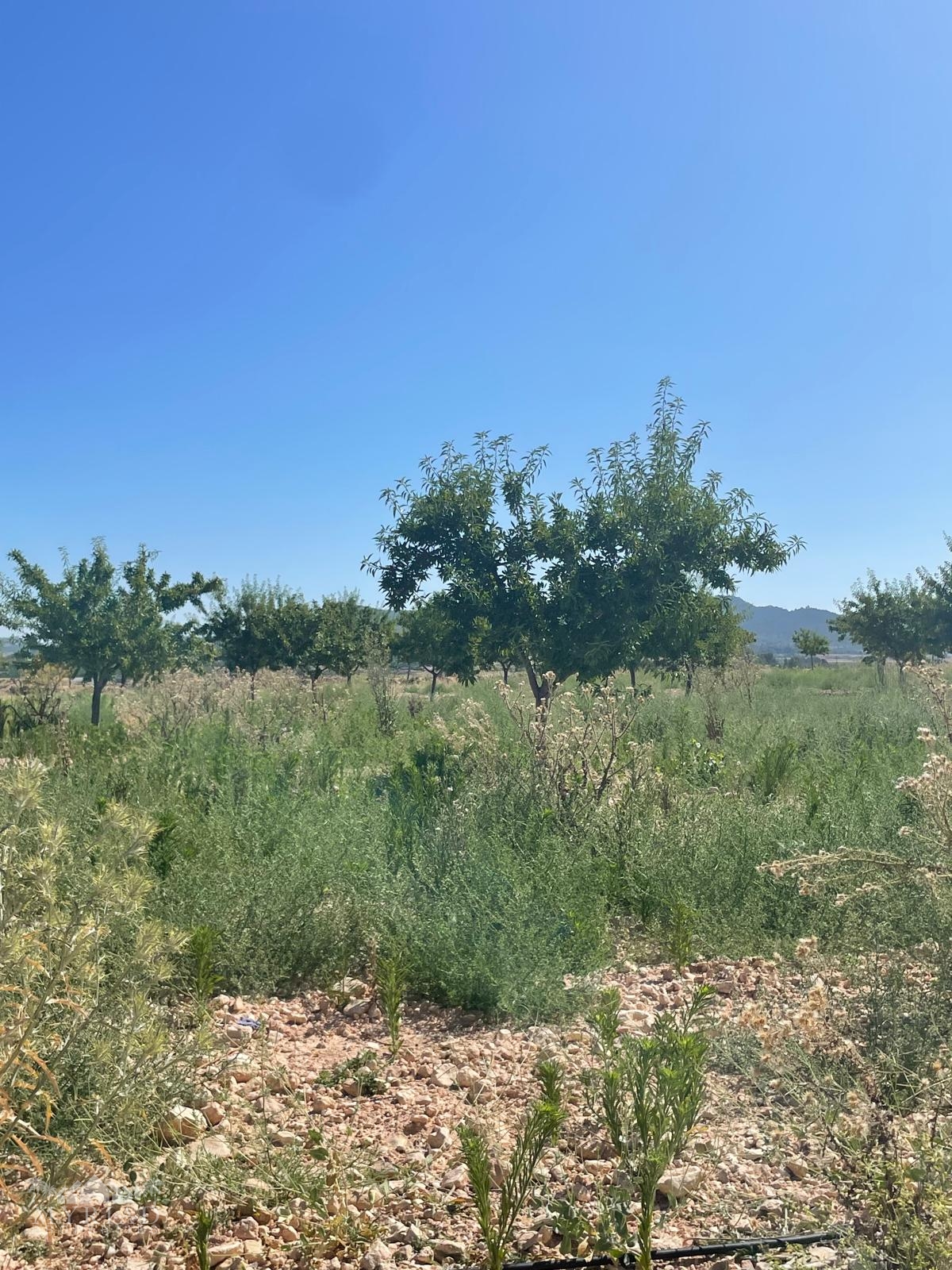 Land in &Uacute;beda (Ref: MP6614)