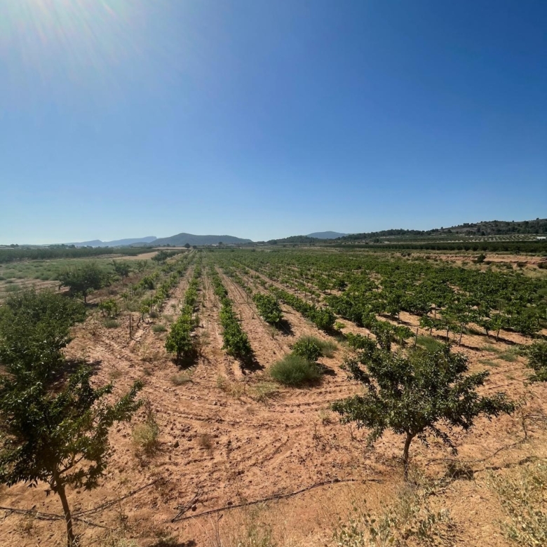 Land in &Uacute;beda (Ref: MP6614)
