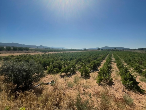 Land in &Uacute;beda (Ref: MP6614)