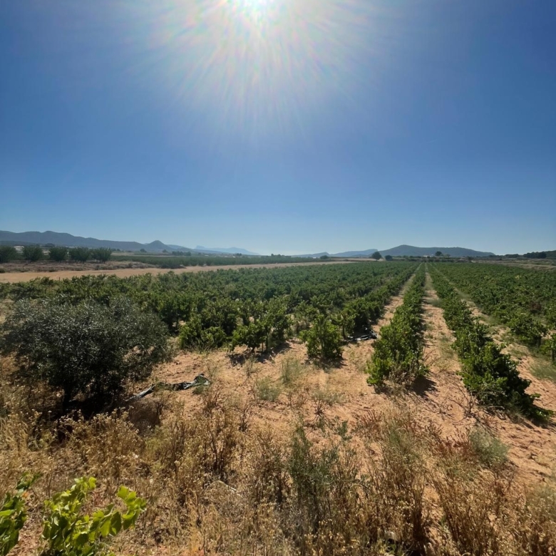 Land in &Uacute;beda (Ref: MP6614)