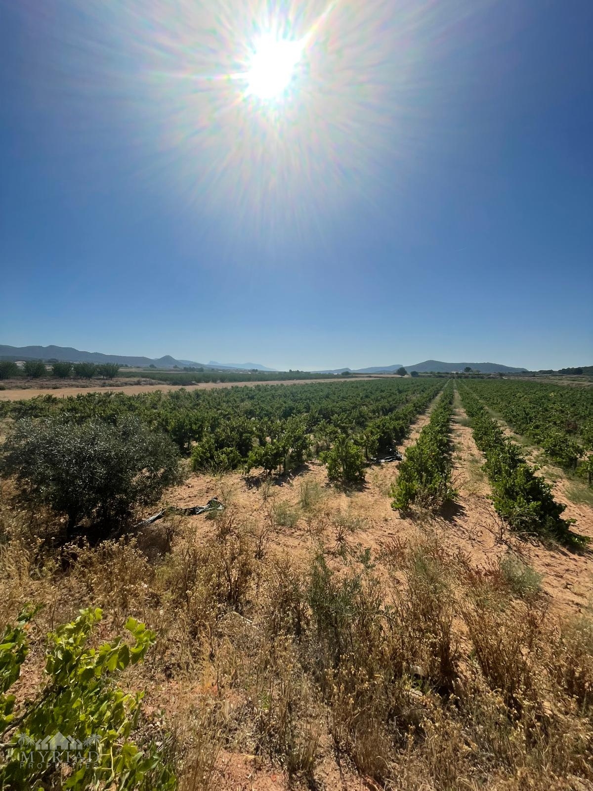 Land in &Uacute;beda (Ref: MP6614)