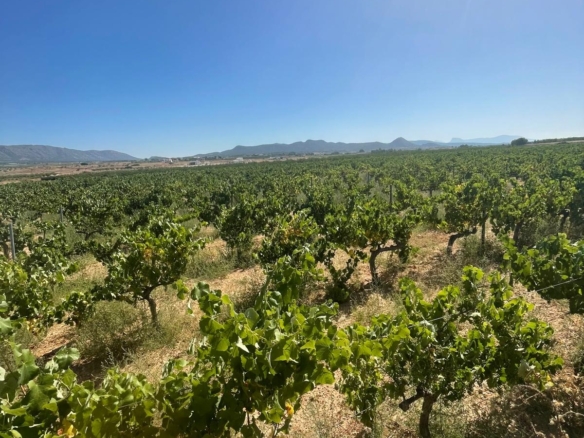 Land in &Uacute;beda (Ref: MP6614)