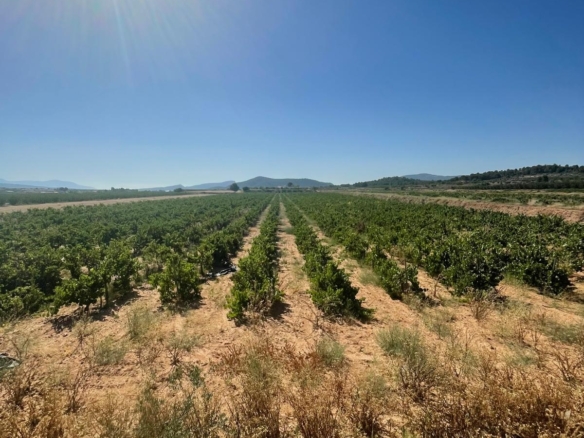 Land in &Uacute;beda (Ref: MP6614)