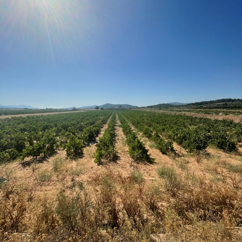 Land in &Uacute;beda (Ref: MP6614)