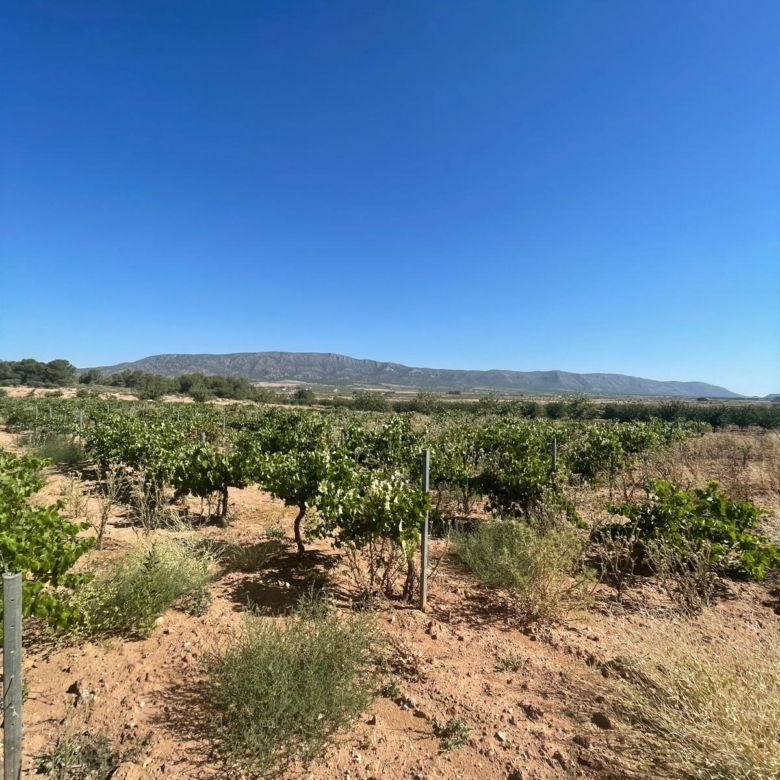 Land in &Uacute;beda (Ref: MP6614)