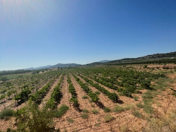 Land in &Uacute;beda (Ref: MP6614)