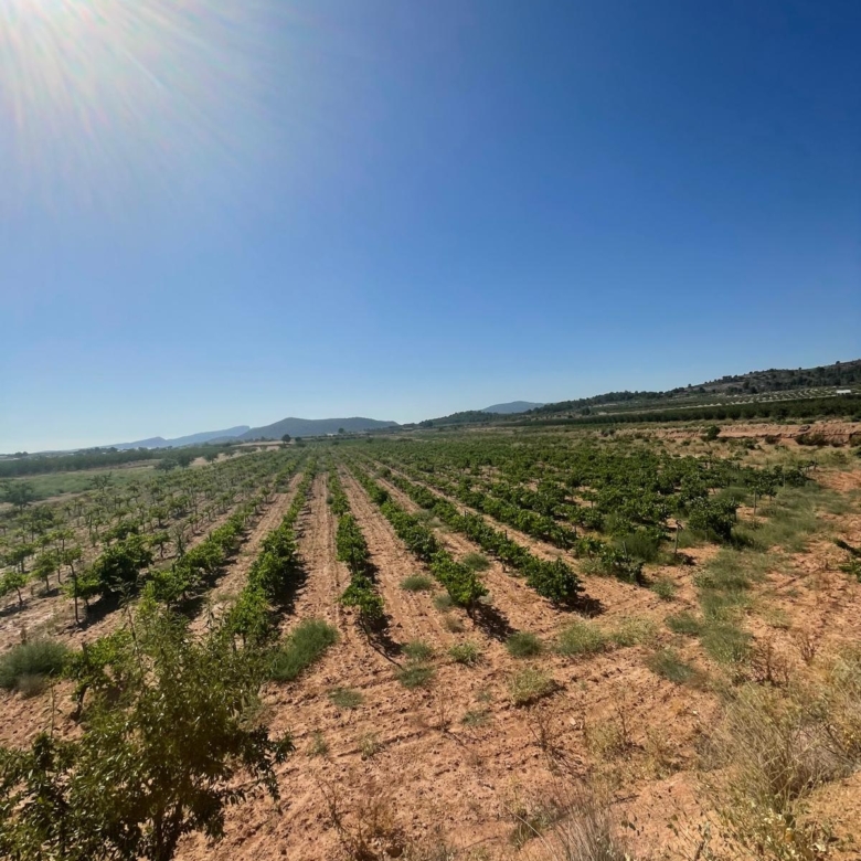 Land in &Uacute;beda (Ref: MP6614)