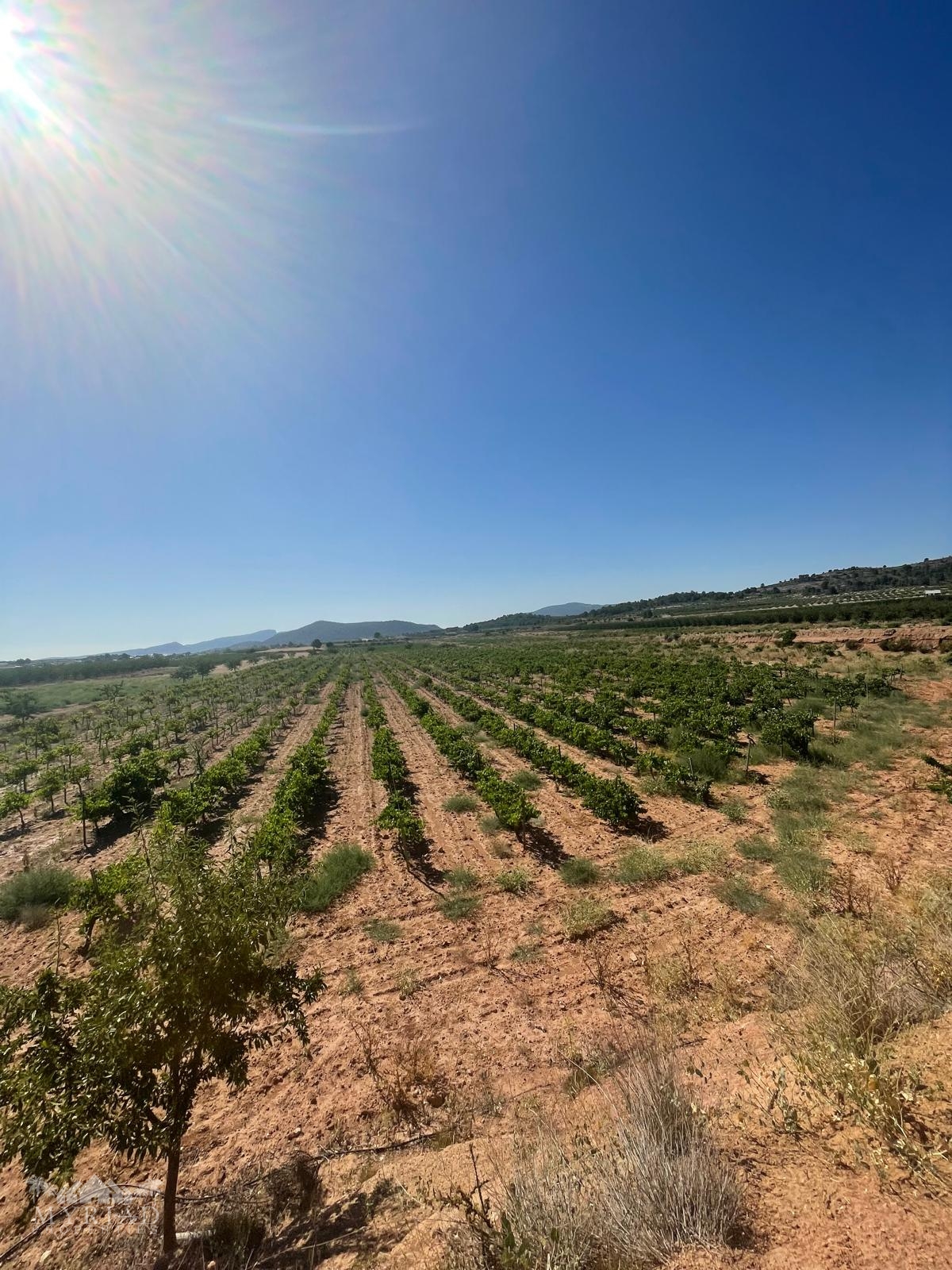 Land in &Uacute;beda (Ref: MP6614)