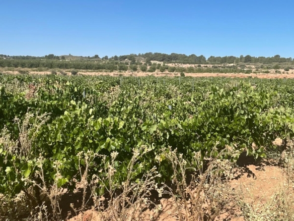 Land in &Uacute;beda (Ref: MP6614)