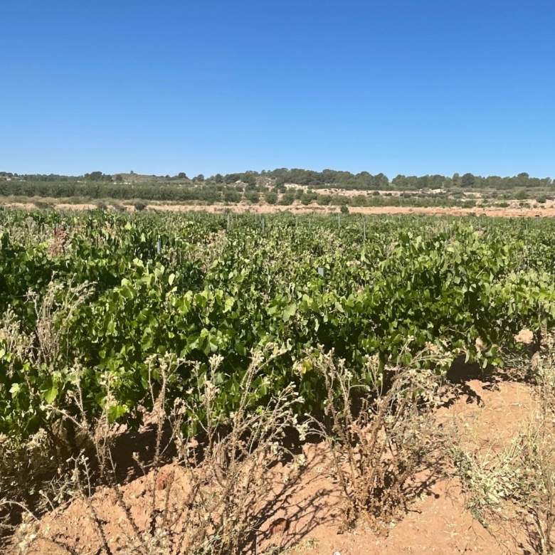 Land in &Uacute;beda (Ref: MP6614)