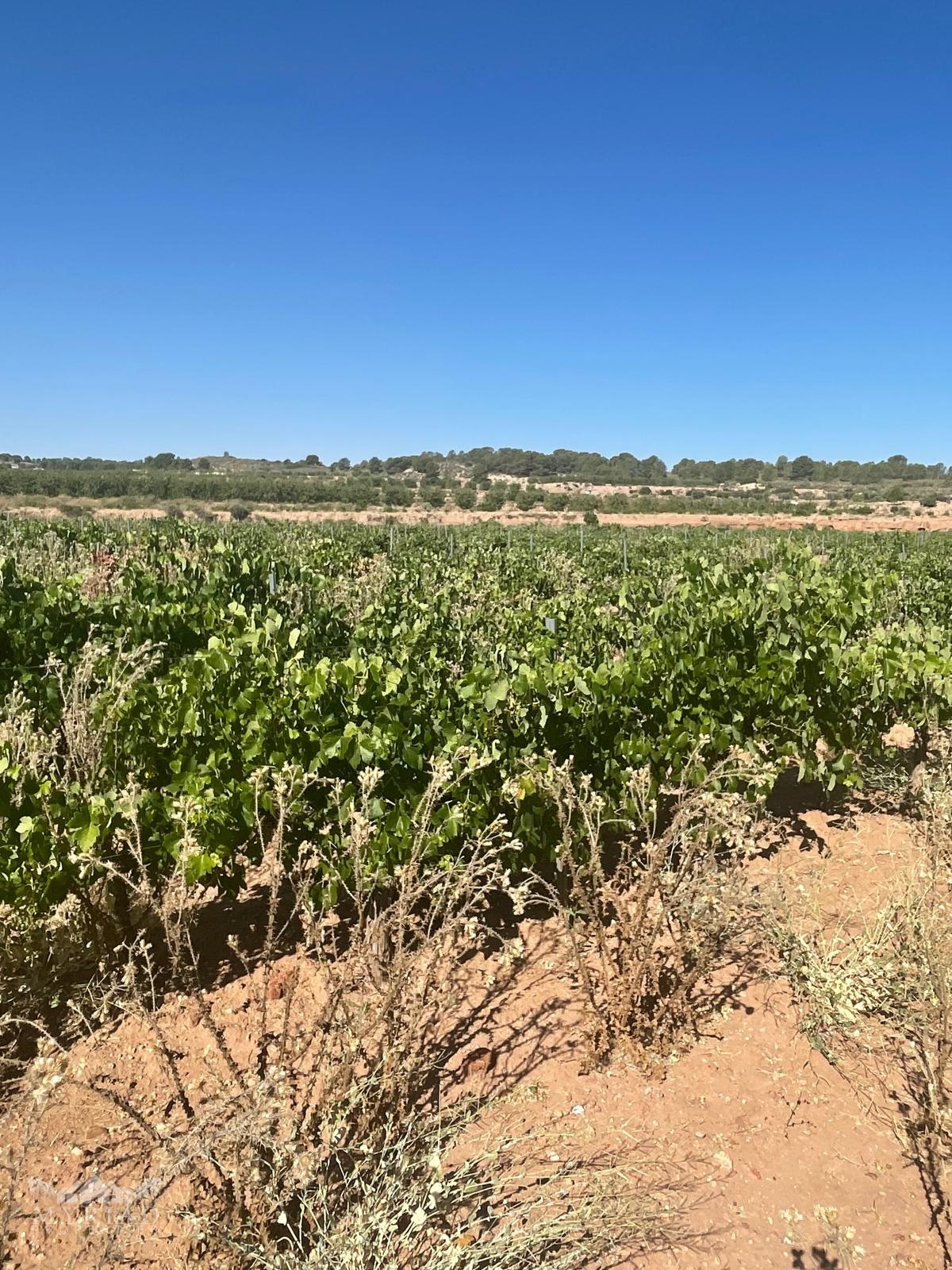 Land in &Uacute;beda (Ref: MP6614)