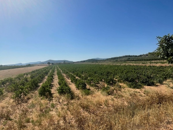 Land in &Uacute;beda (Ref: MP6614)