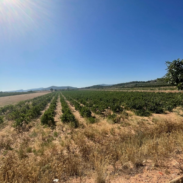 Land in &Uacute;beda (Ref: MP6614)