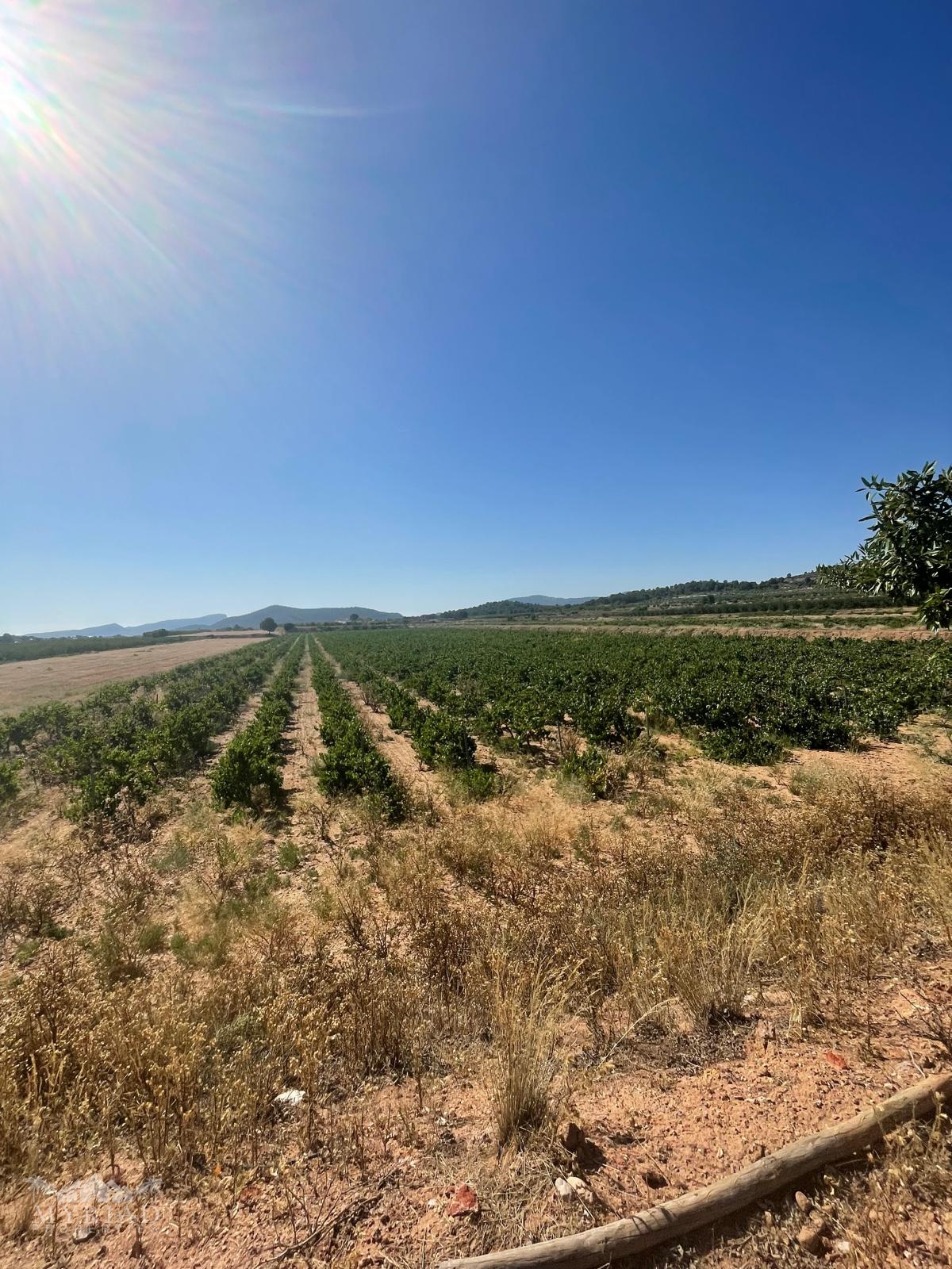 Land in &Uacute;beda (Ref: MP6614)