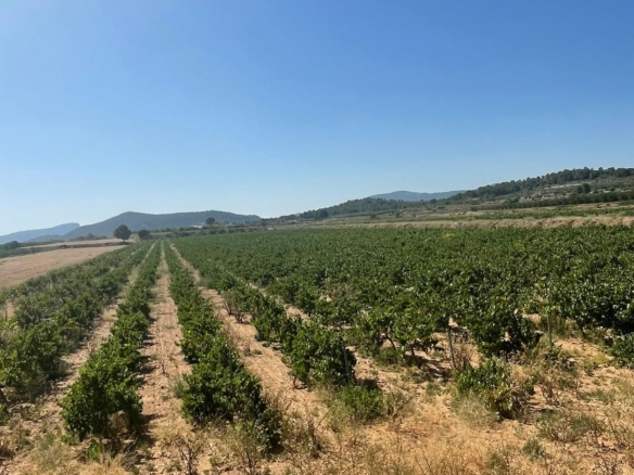 Land in &Uacute;beda (Ref: MP6614)