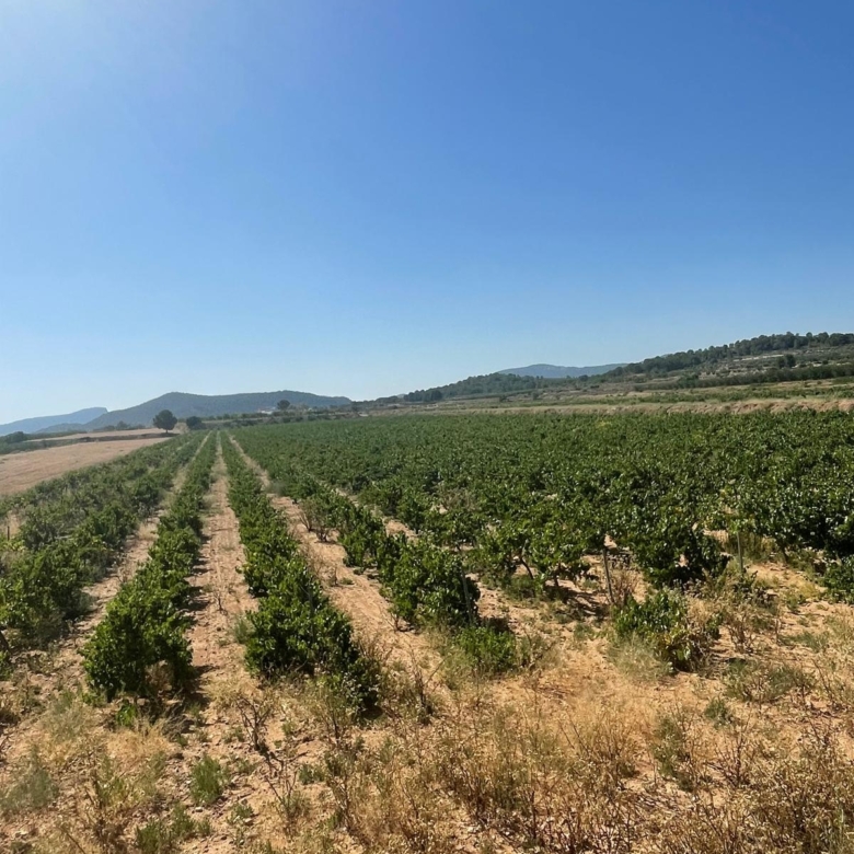 Land in &Uacute;beda (Ref: MP6614)