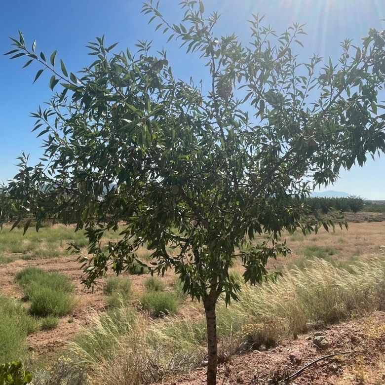 Land in &Uacute;beda (Ref: MP6614)