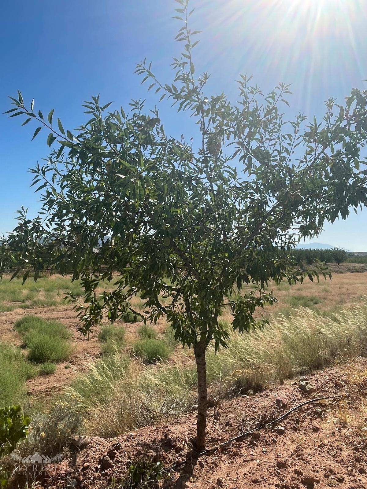 Land in &Uacute;beda (Ref: MP6614)