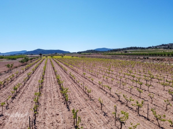 Land in &Uacute;beda (Ref: MP6614)
