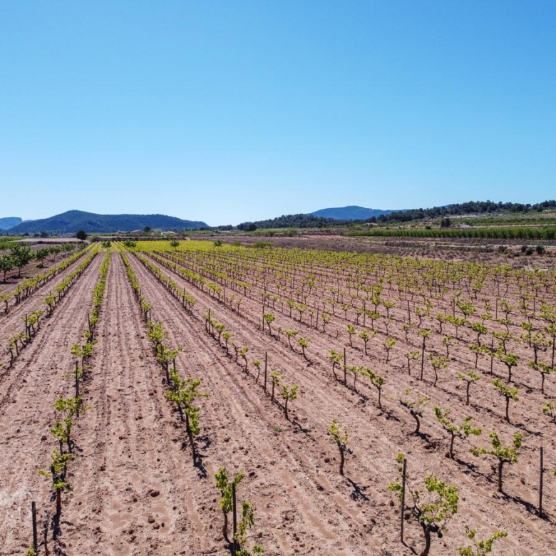 Land in &Uacute;beda (Ref: MP6614)