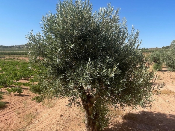 Land in &Uacute;beda (Ref: MP6614)