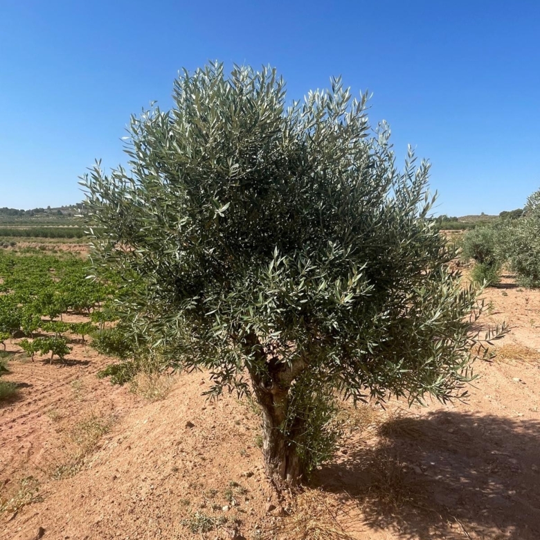 Land in &Uacute;beda (Ref: MP6614)