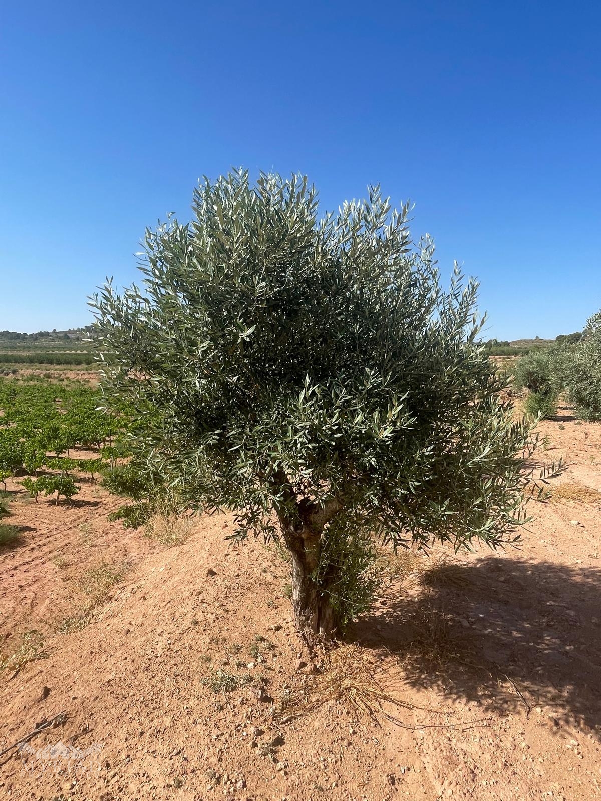 Land in &Uacute;beda (Ref: MP6614)