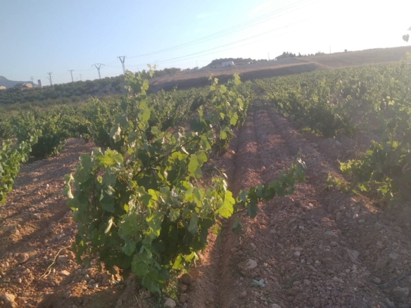 Bargain Property in Cañada del Trigo (Ref: DOSI-1227)