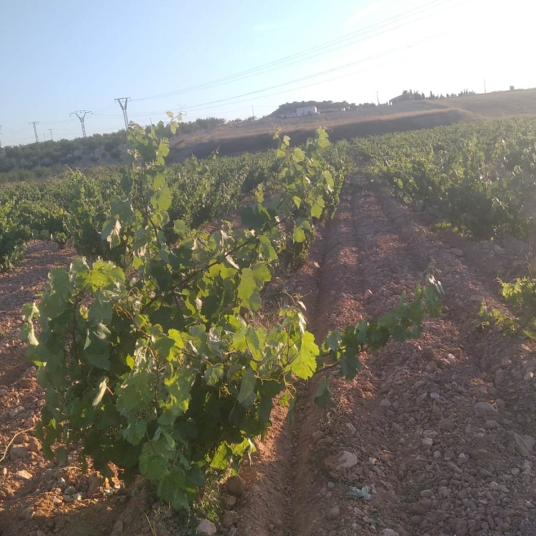 Bargain Property in Cañada del Trigo (Ref: DOSI-1227)