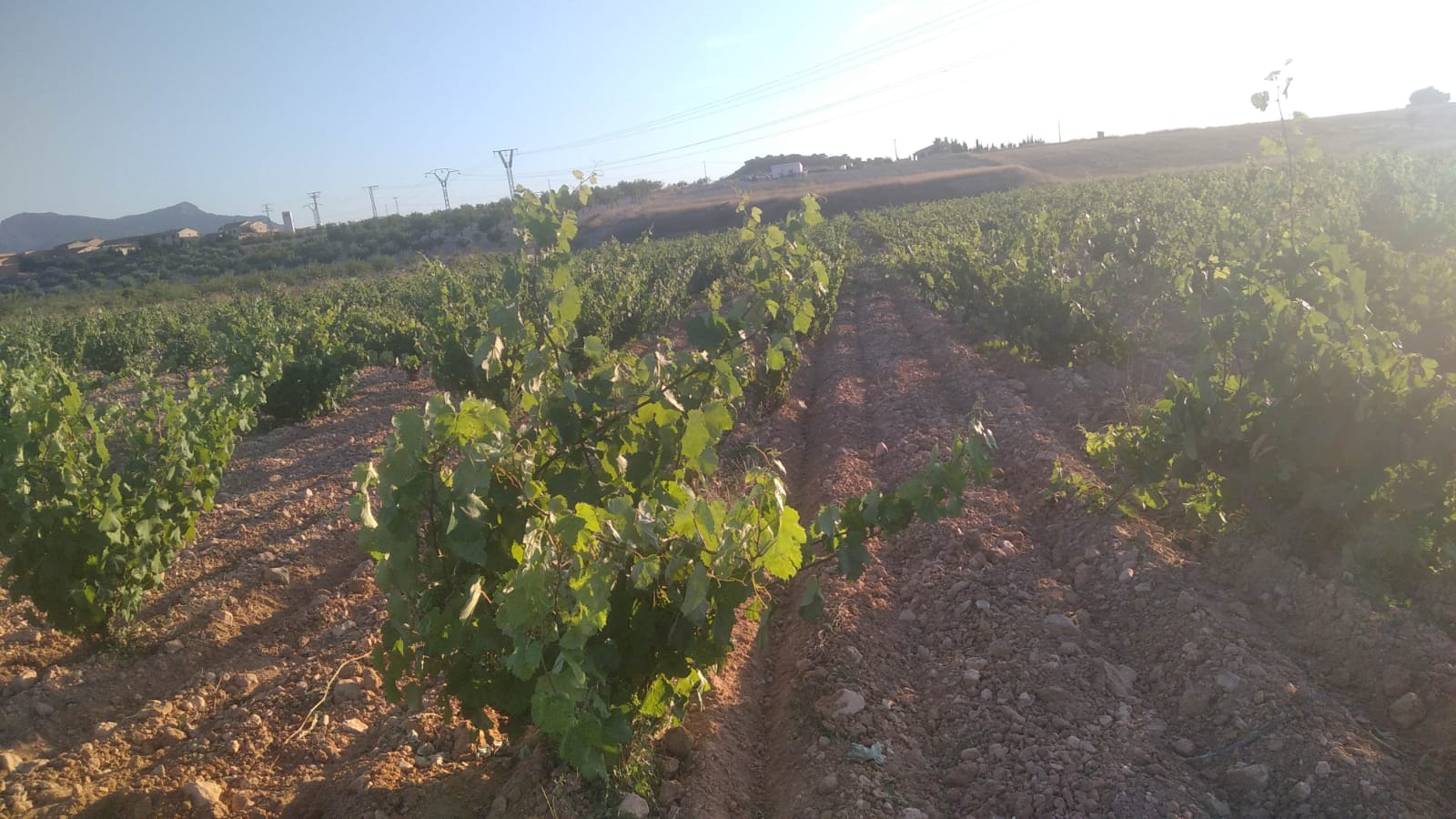 Bargain Property in Cañada del Trigo (Ref: DOSI-1227)