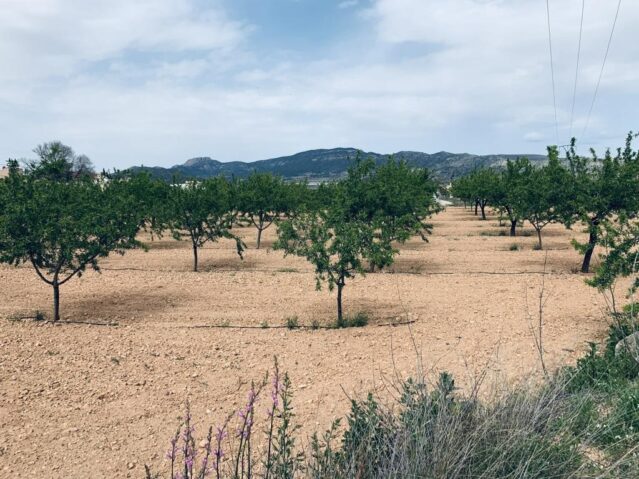 land in La Romana (Ref: CC0453)