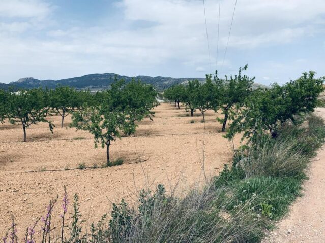 land in La Romana (Ref: CC0453)