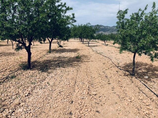 land in La Romana (Ref: CC0454)