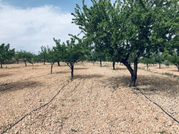 land in La Romana (Ref: CC0454)
