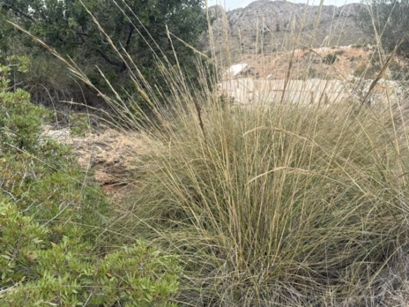 land in La Romana (Ref: CC0643)