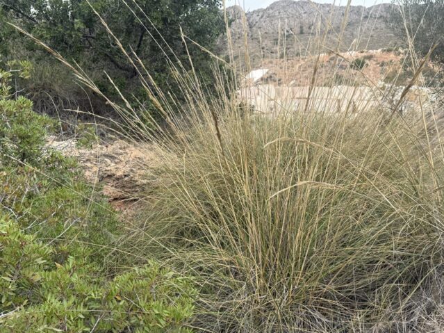 land in La Romana (Ref: CC0643)