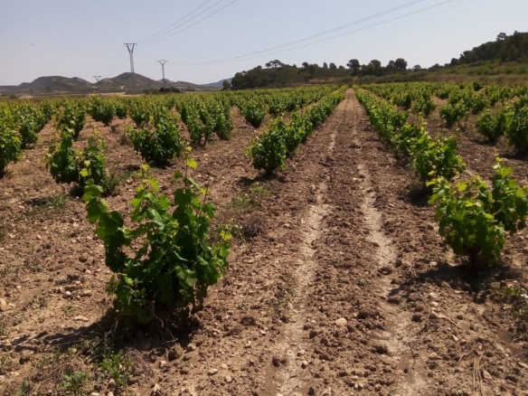 Bargain Property in Cañada del Trigo (Ref: DOSI-1227)