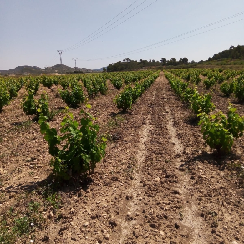 Bargain Property in Cañada del Trigo (Ref: DOSI-1227)