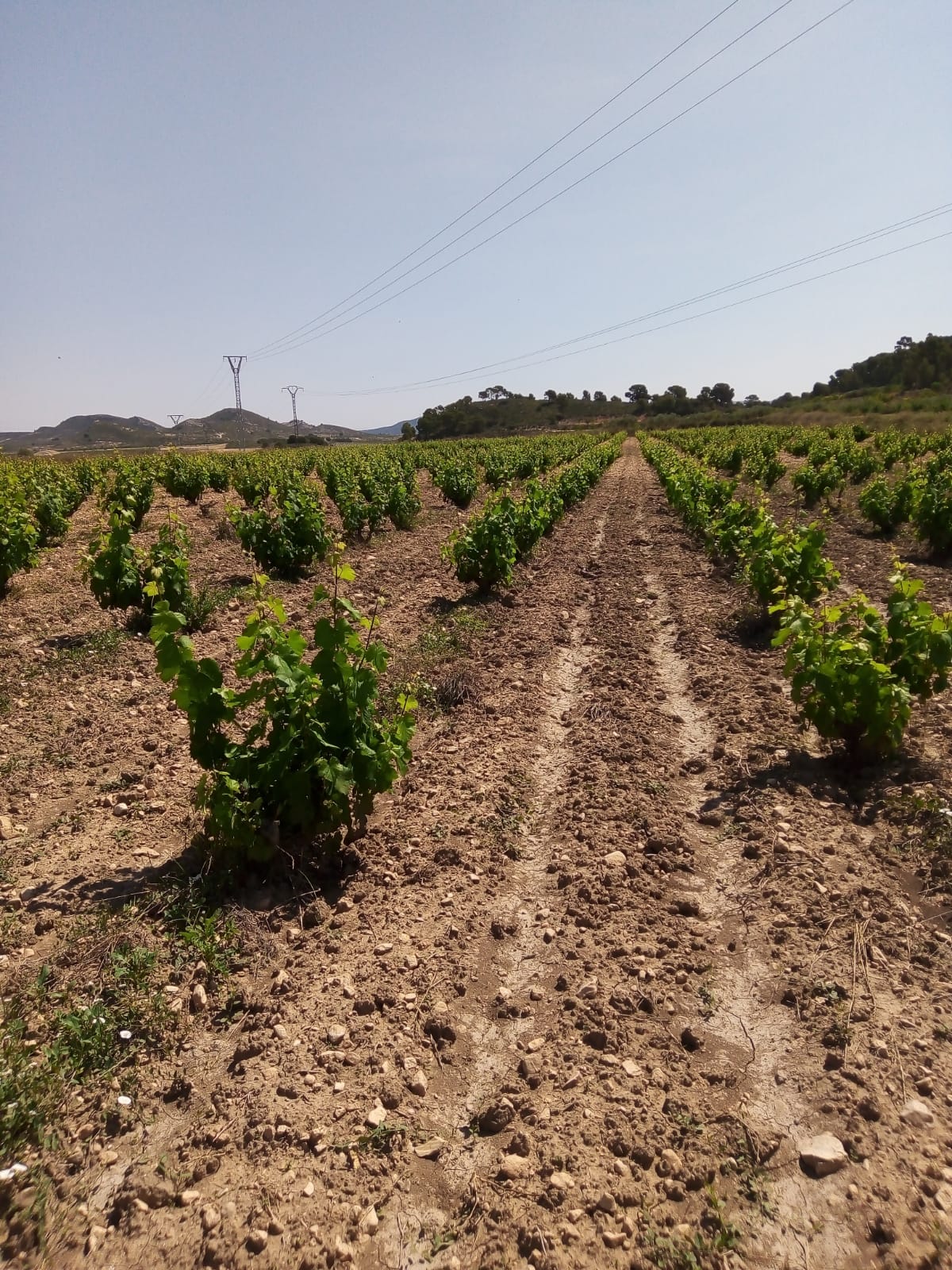 Bargain Property in Cañada del Trigo (Ref: DOSI-1227)