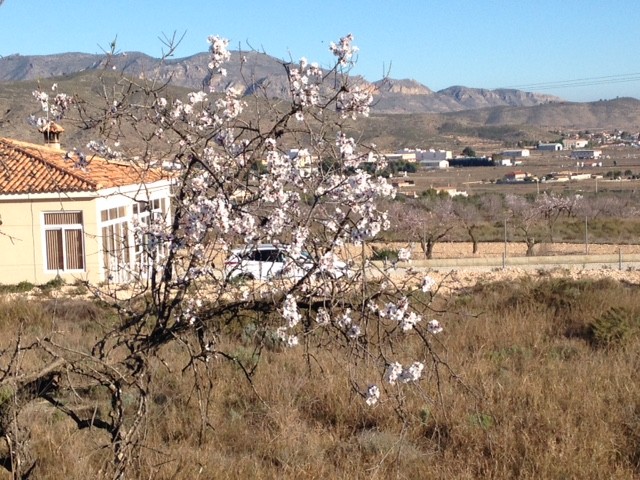 Non building plot in Hondón de los Frailes (Ref: HF-PLOT1)