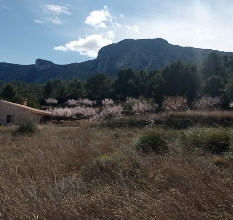 Plot in La Romana (Ref: ALG-PLC35)