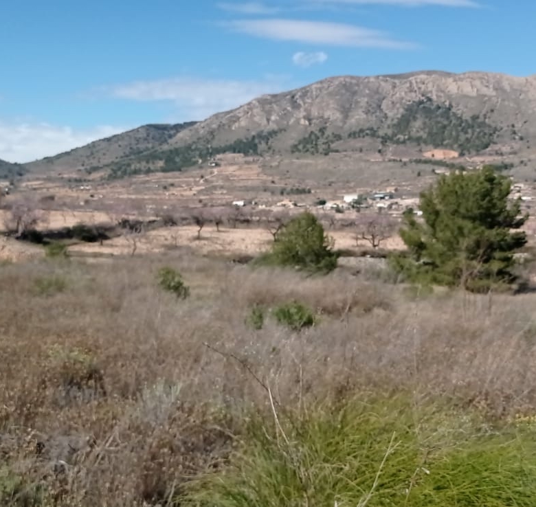 Plot in La Romana (Ref: ALG-PLC35)